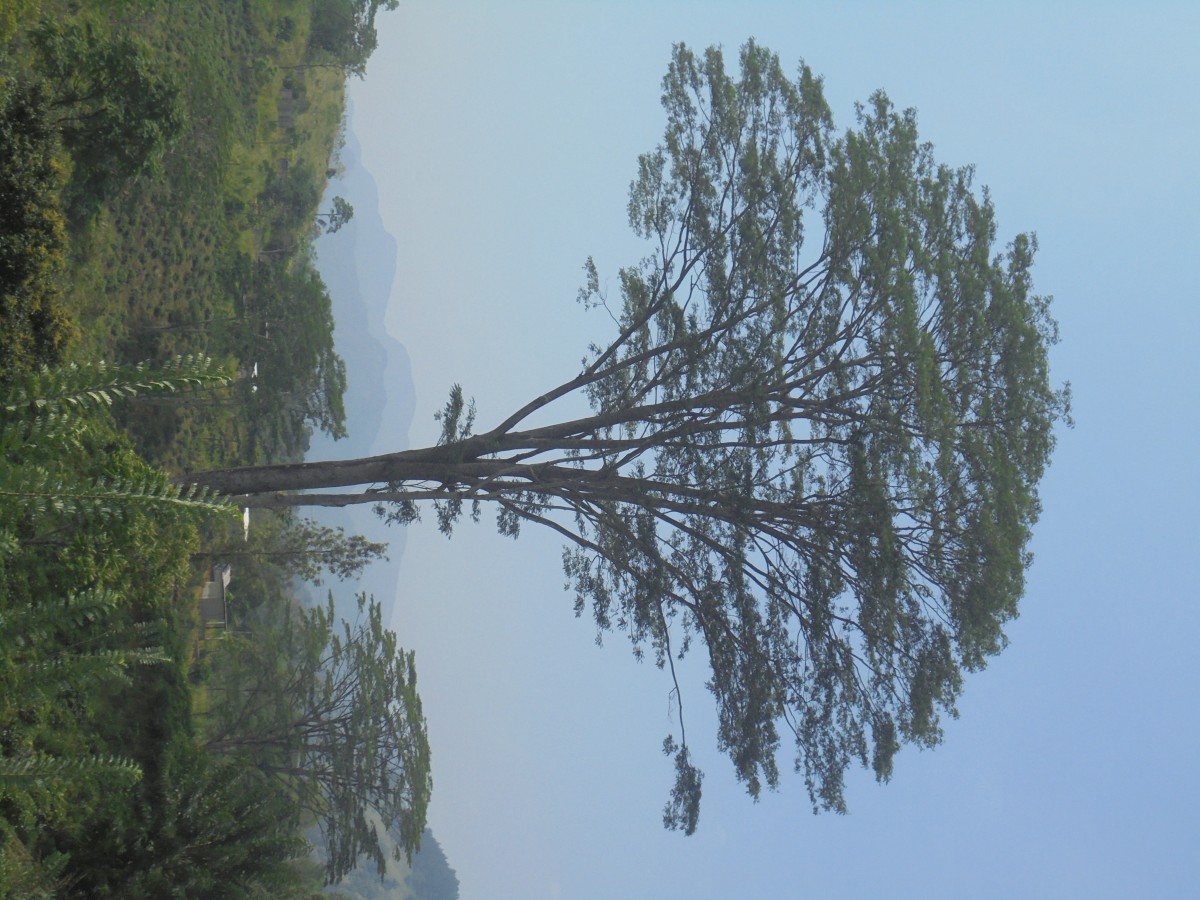 Falcataria falcata (L.) Greuter & R.Rankin